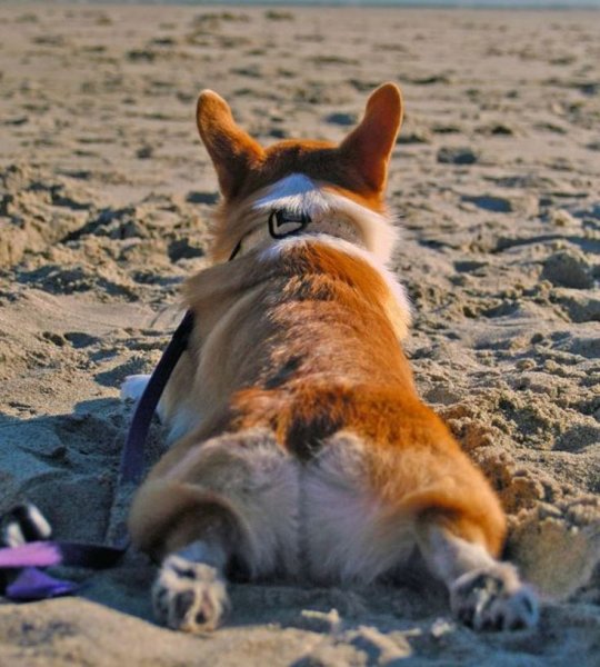 Собака загорает