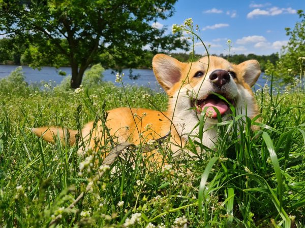 Вельш корги пемброк