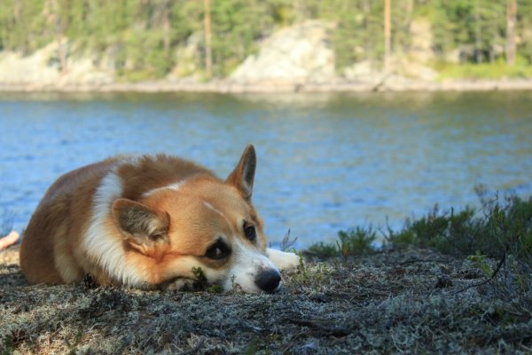 Вельш-корги-пемброк на речке