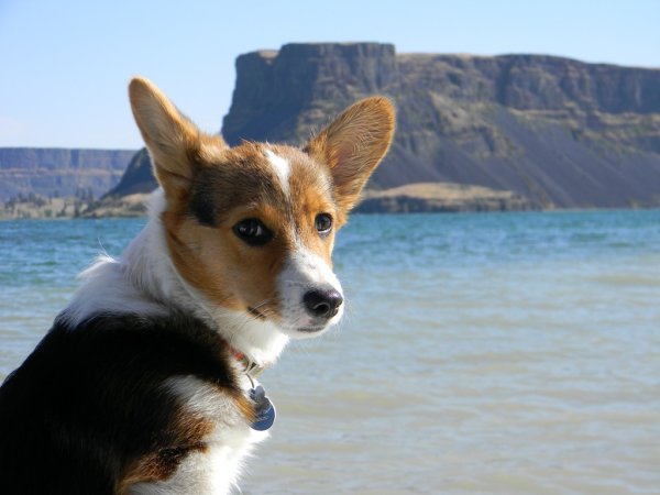 Корги Израиль