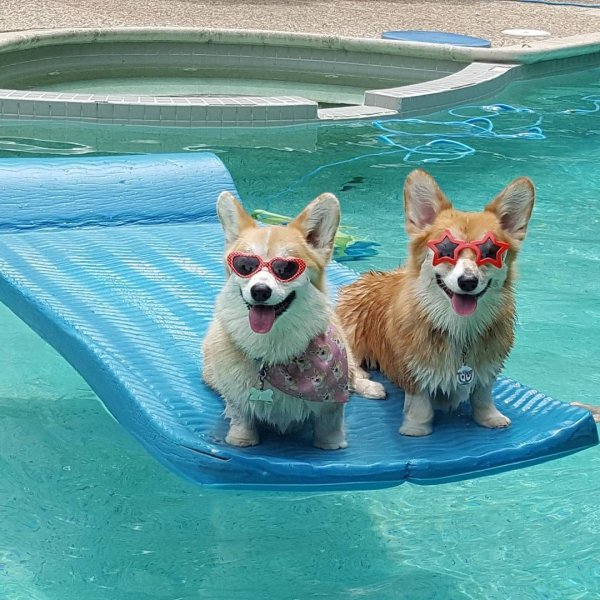 Корги плывет