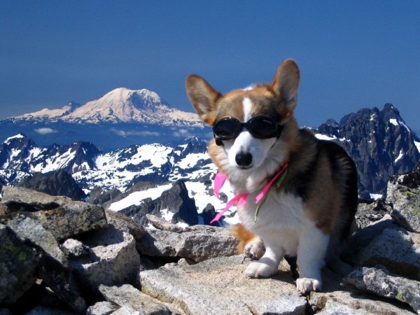 Путешествие с корги