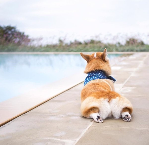 Корги в отпуске