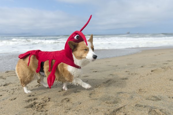 Корги Супергерой