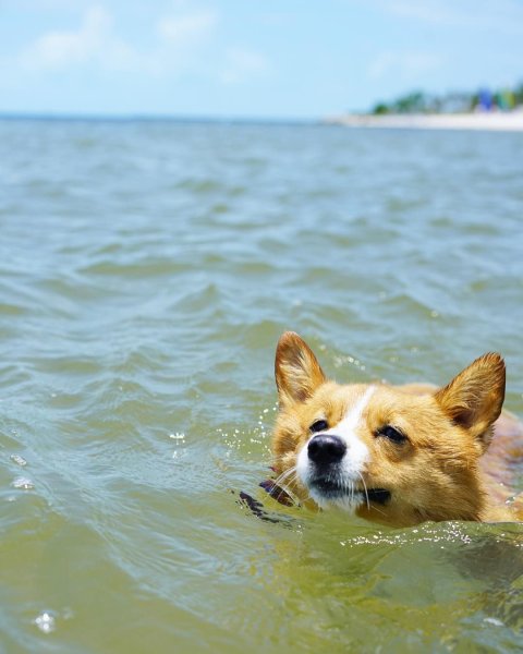 Корги пемброк море