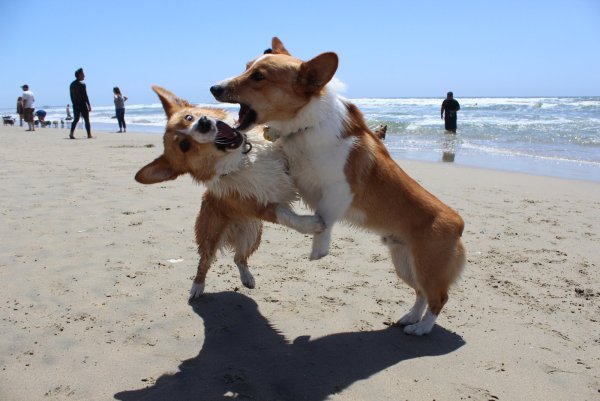 Пляжные корги