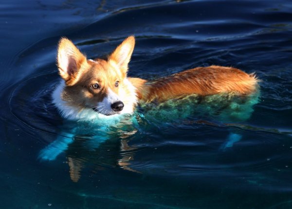 Вельш корги на море