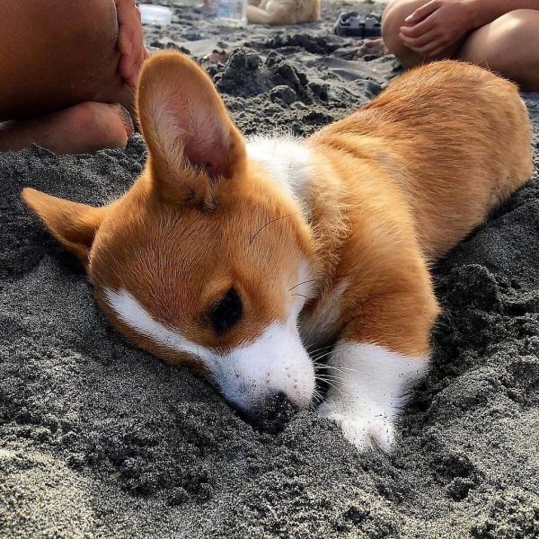 Вельш корги пемброк сиба ину