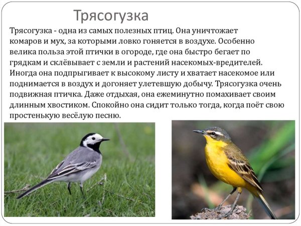 Трясогузка описание