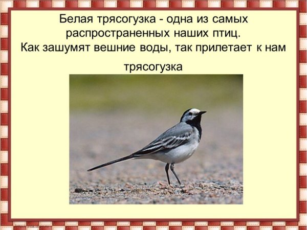 Повадки трясогузки