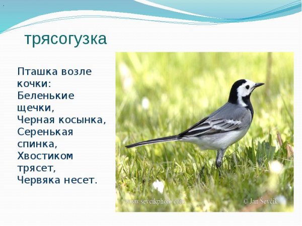 Трясогузка доклад