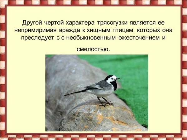 Трясогузка доклад
