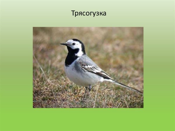 Трясогузка Перелетная птица