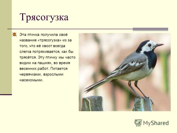 Трясогузка Луговая птица