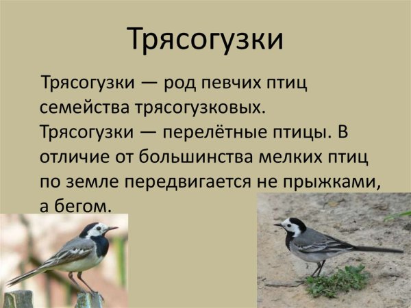 Трясогузка описание
