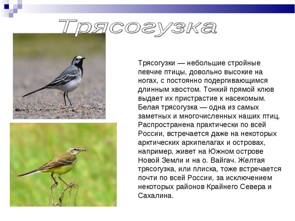 Трясогузка доклад