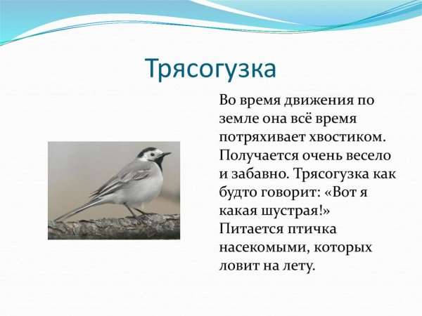 Проект про трясогузку