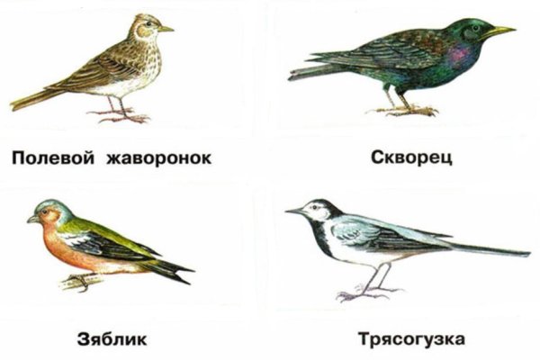Зяблик трясогузка скворец полевой