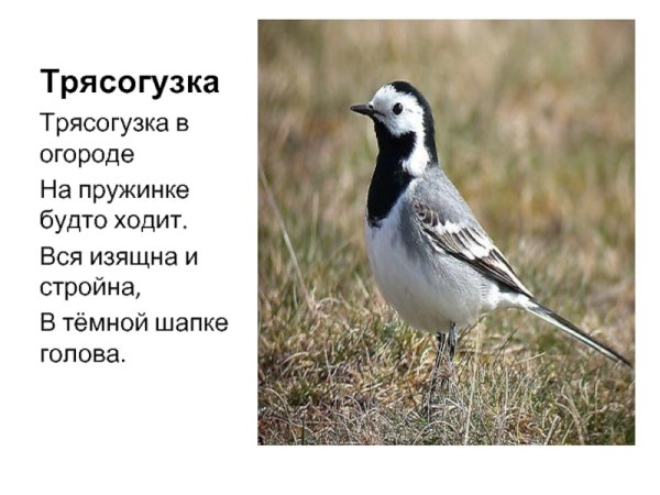 Сообщение о трясогузке