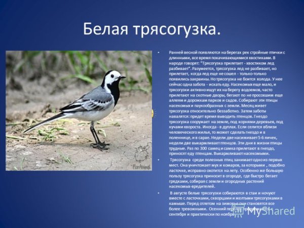 Сообщение о трясогузке