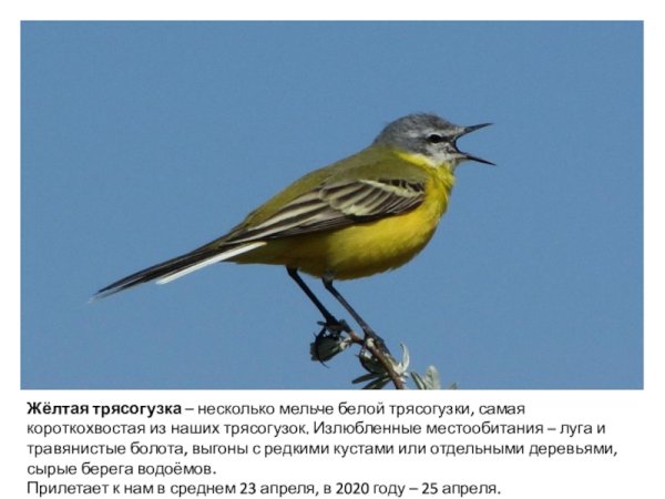 Трясогузка Луговая птица