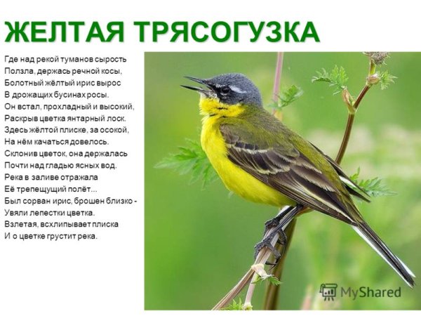Желтая трясогузка описание