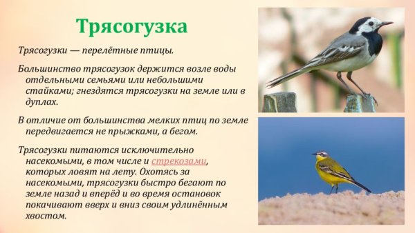 Трясогузка описание