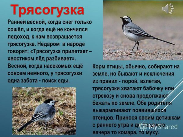 Сообщение о трясогузке