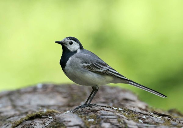 Белая трясогузка Motacilla Alba