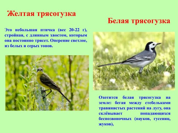 Трясогузка Луговая птица