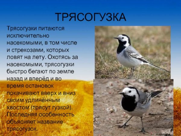 Чем питается трясогузк