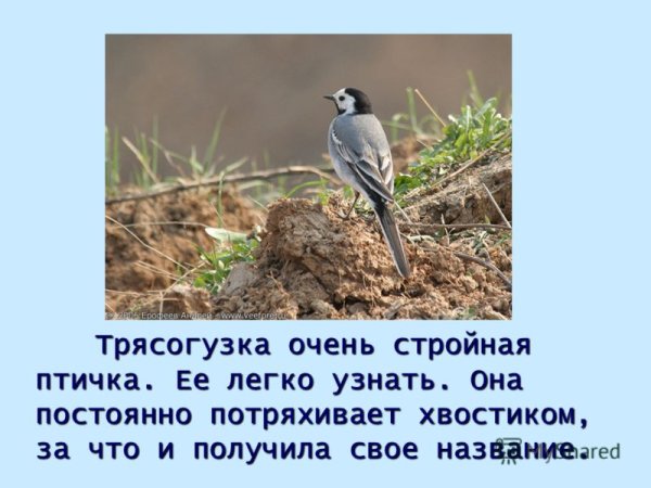 Трясогузка описание