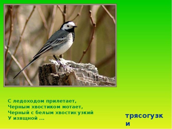 Загадка про трясогузку