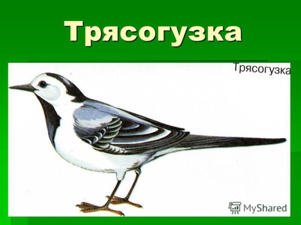 Трясогузка рисунок