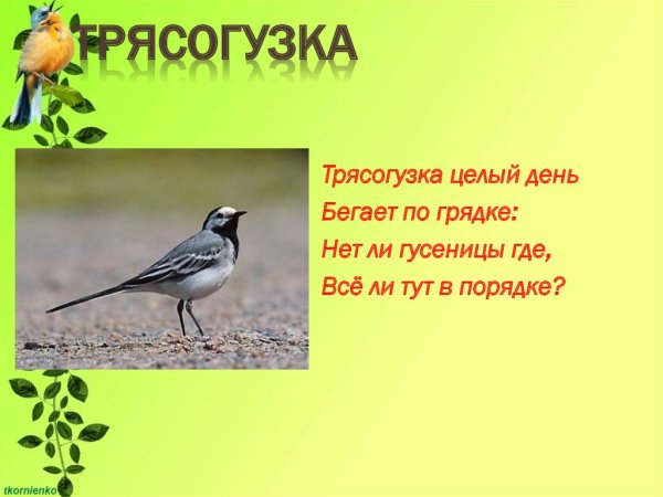 Стихотворение про трясогузку