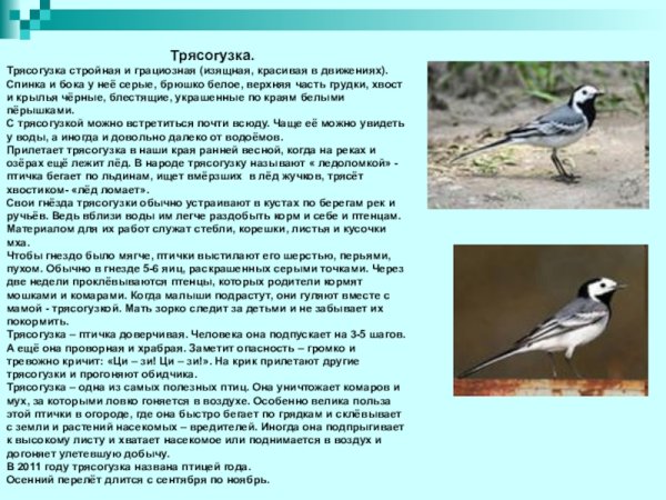 Трясогузка птица описание