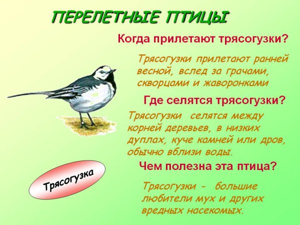 Интересные факты о перелетных птицах для дошкольников
