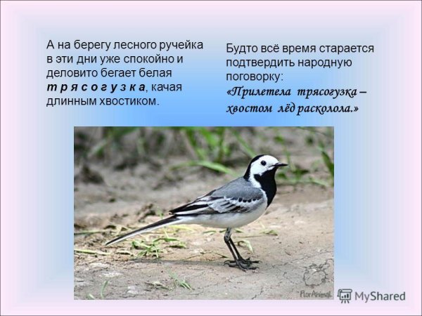 Трясогузка Перелетная птица