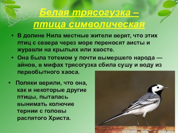 Трясогузка описание