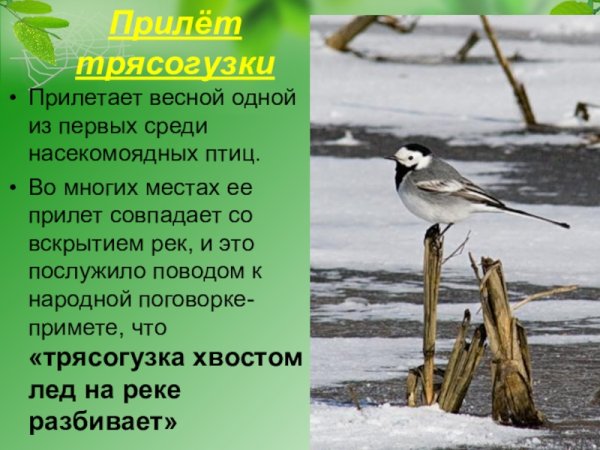 Насекомоядные птицы трясогузка