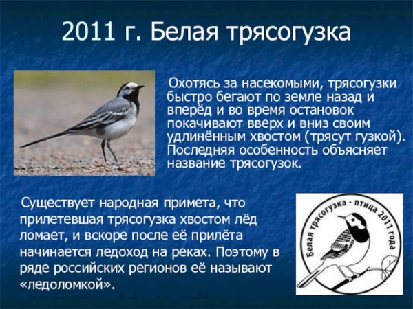 Трясогузка птица описание