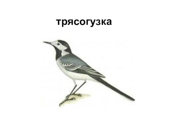 Трясогузка Перелетная птица