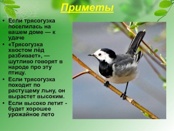 Трясогузка описание