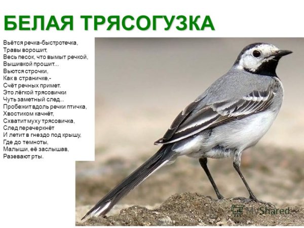 Белая трясогузка желтая трясогузка
