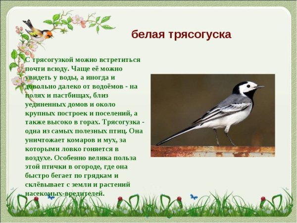 Птицы Ростовской области