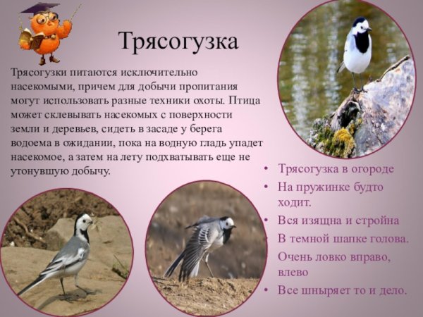 Чем питается трясогузка