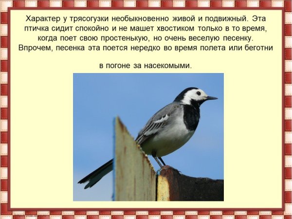 Характер трясогузки