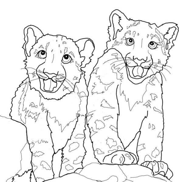 Снежный Барс Ирбис раскраска