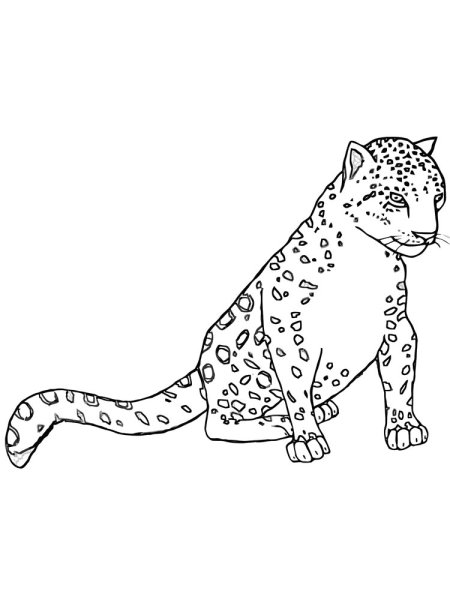 Snow Leopard Sitting coloring page Free Printable Coloring Pages Leopard drawing