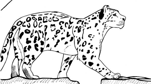 Снежный Барс шаблон